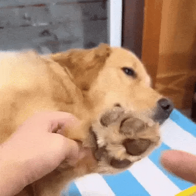 Bequem für dich, sicher für deinen Hund