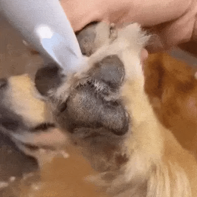 Hundehygiene & Komfort leicht gemacht