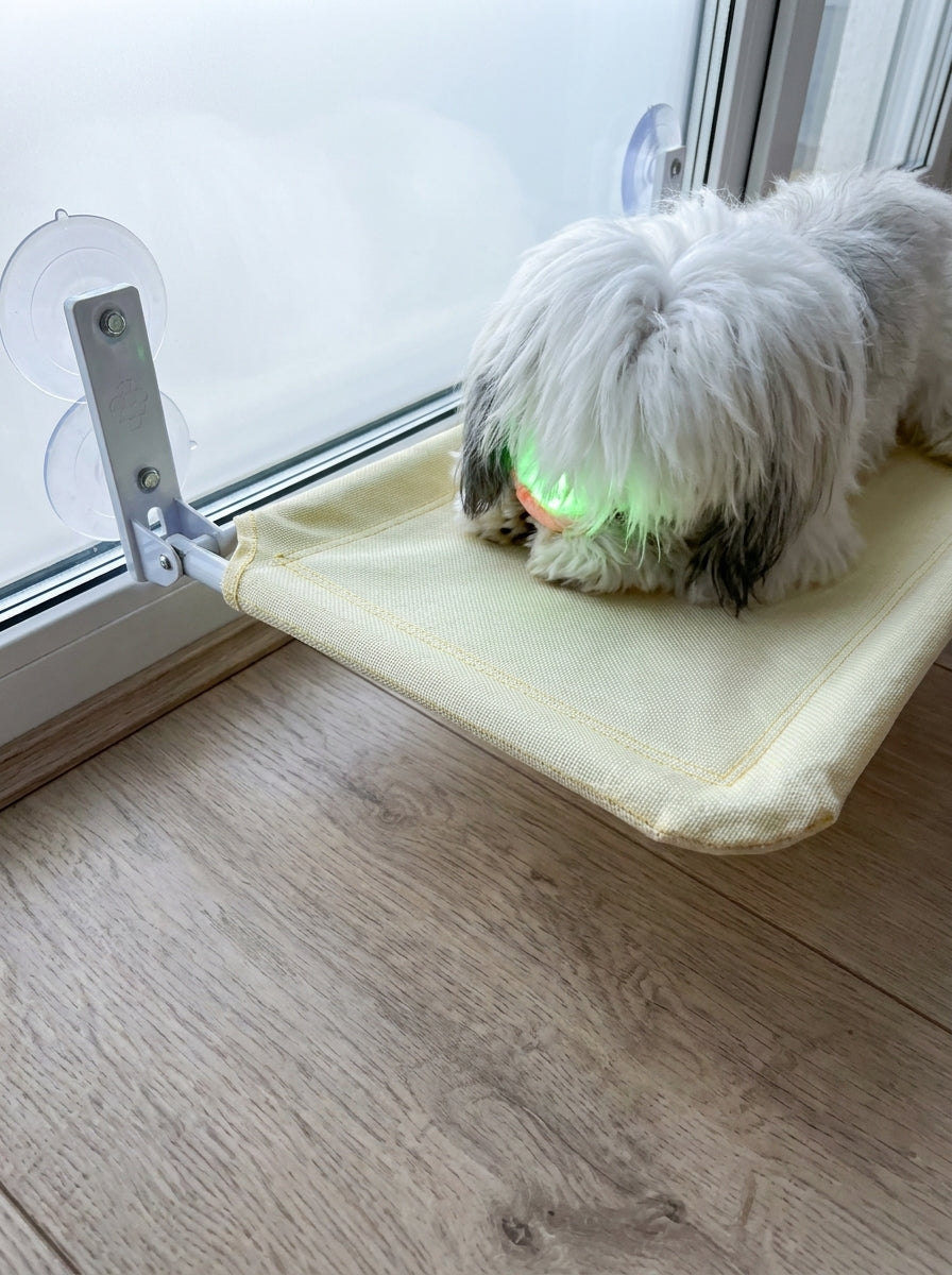 Kleiner Hund mit Ball