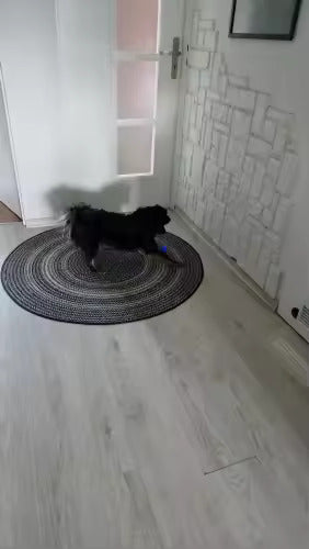 Hund jagt Ball