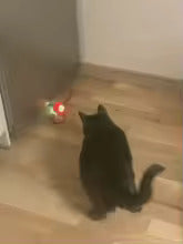 Katze beobachtet Ball