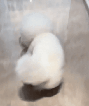 Hund reagiert auf JagdBall